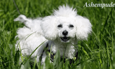 The Enigmatic Ashempudel: A Rare Canine Companion