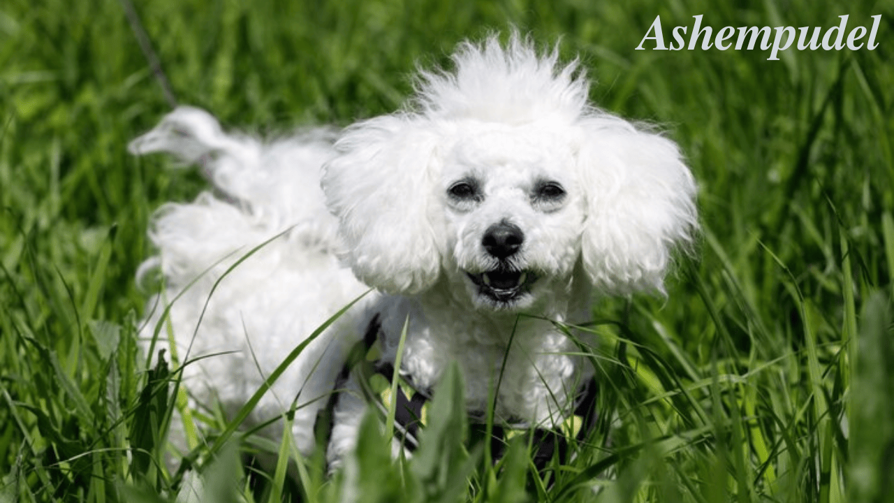 The Enigmatic Ashempudel: A Rare Canine Companion